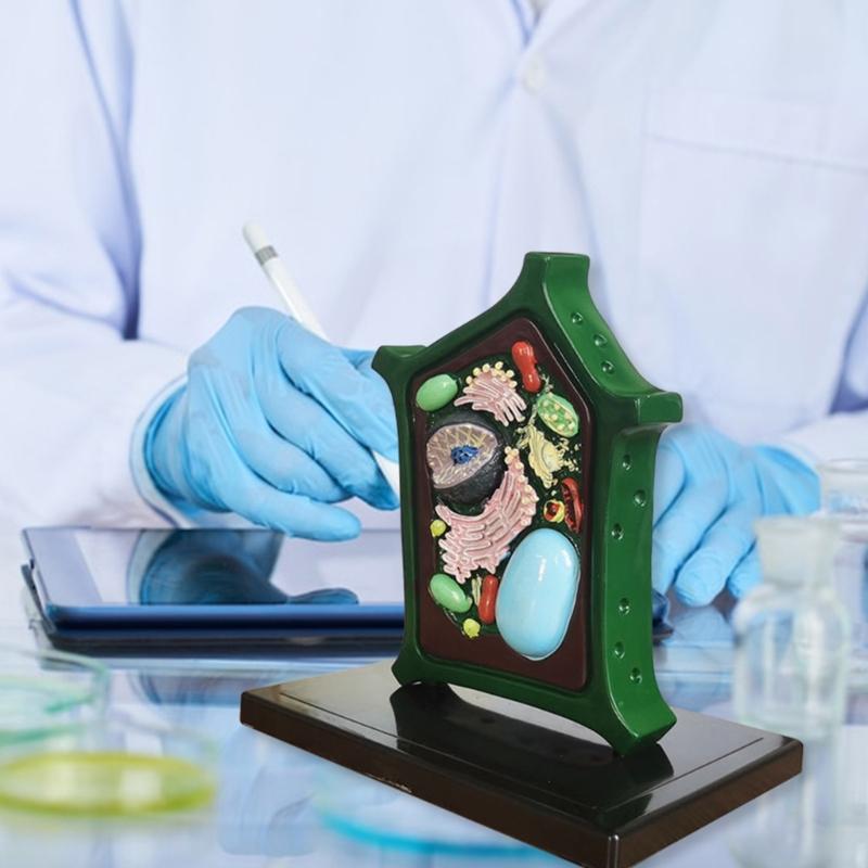 Plant Anatomy Model Plant Cell Model Plant Model Toy Teaching Aid Lab Supplies for Classroom Display Study Teaching