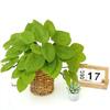 Vibrant Colors Artificial Plants 42 Leaves Simulated Green Plants Fake Tree Leaves  Patio