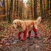 Non-Slip Pet Shoe Covers Adjustable Outdoor Dog Shoes Dog Booties Dog Rain Shoes  Outdoor Walking