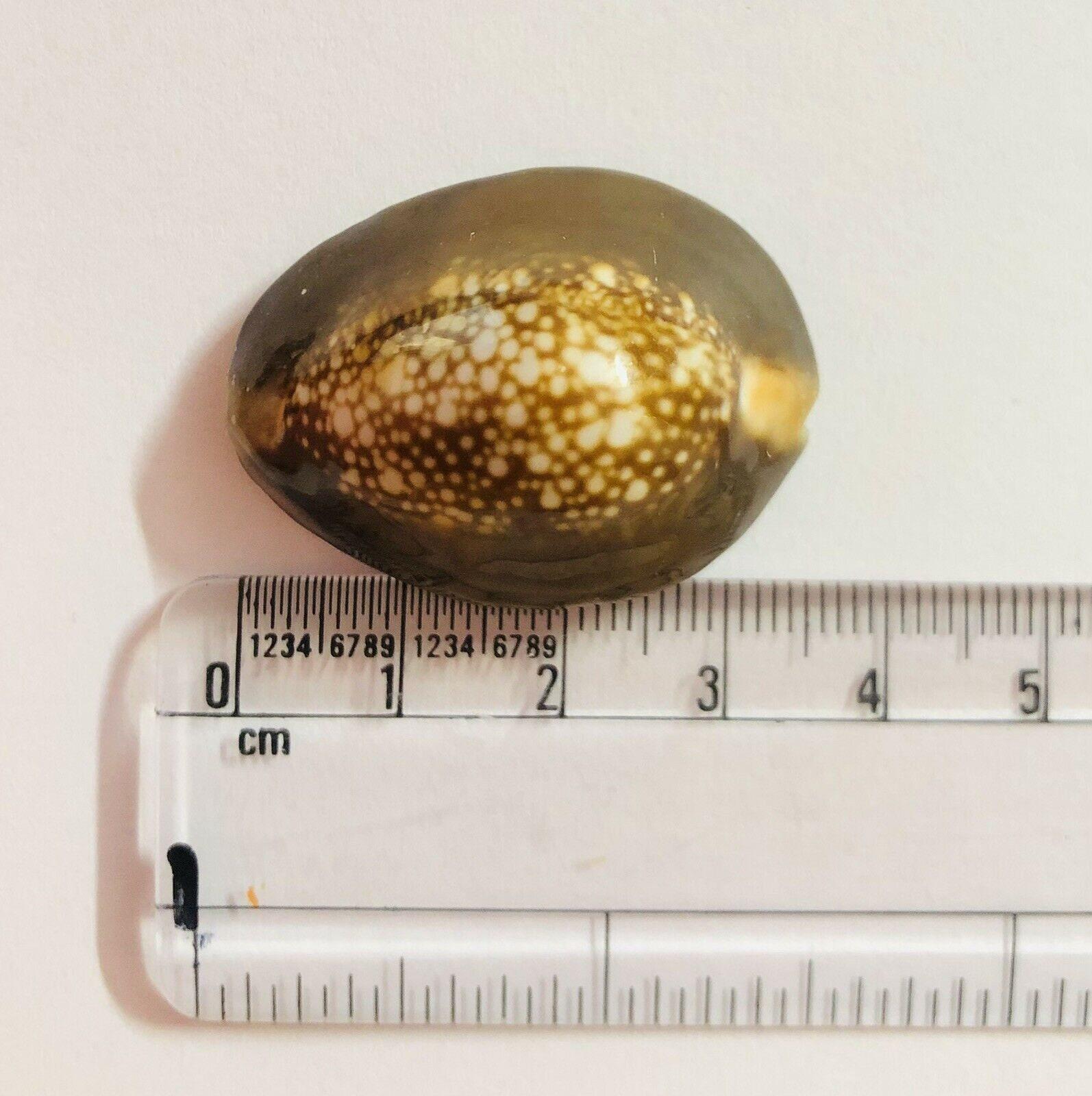 Large Black Cowrie Shell - Natural Kauri for Puja Charm One Size