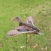 Duck Decoy Multifunctional Realistic Lightweight Decoration Yard Portable Spread Winged Easily Install Novelty Simulation Decoy