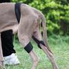 Praktische Hundeorthese für kleine bis große Rassen Hundebeinstütze Hebehilfe für Verletzungen Gelenke Ältere Behinderte Hundezubehör