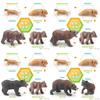 High-quality Pvc Static Brown Bear Growth Cycle Model Perfect For Animal Lovers Collectors Display
