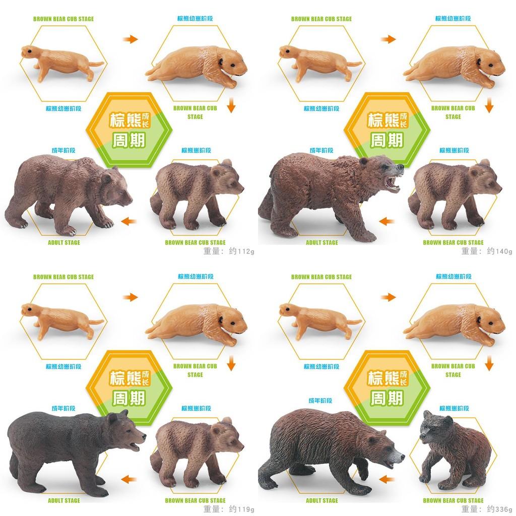High-quality Pvc Static Brown Bear Growth Cycle Model Perfect For Animal Lovers Collectors Display