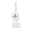 Anatomical Shape Knee Bone Model PVC Functional Knee Ligament Model  Doctor Consultation