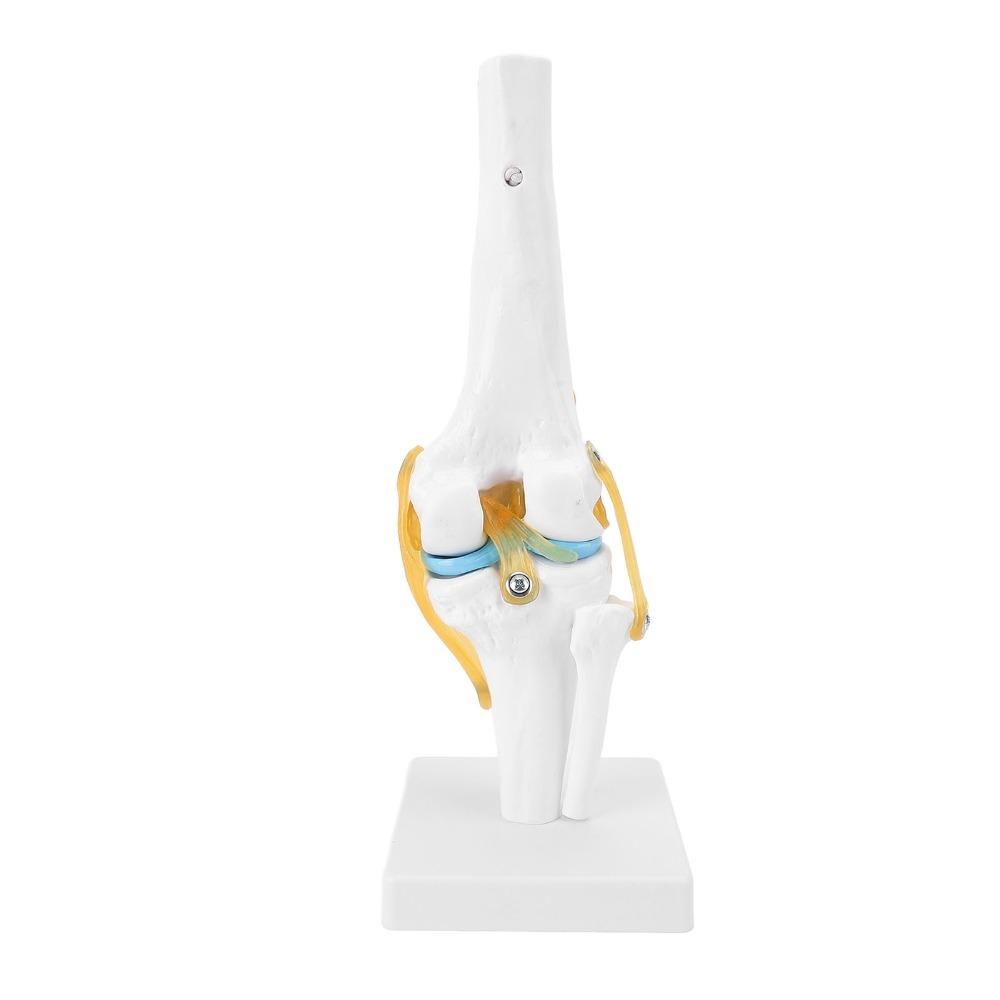 Anatomical Shape Knee Bone Model PVC Functional Knee Ligament Model Doctor Consultation