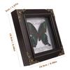 Rámeček na fotografii s motýlím exemplářem Vintage dekorace Hmyz Kancelářský zarámovaný set Nastavení obrázku Domácí ozdoba Dřevěný nástěnný závěsný display box