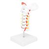 Cervical Vertebra Model Arteria Spine Spinal Nerves Anatomical Model for Science Classroom Study