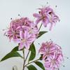 Artificial White Agapanthus Flower Stem Realistic Faux Clustered Blooms with Long Green Leaves Fake Floral Branch for Vase Home Wedding Table Decor