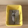 JINGRUIXIANG Cat Litter Box