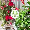 10pcs Frog Plant Stand Frog Plant Holder Flower Pot Hugger Plant Climbing Fixture Clips Cute & Stable Support Make Your Plants Stand More Upright