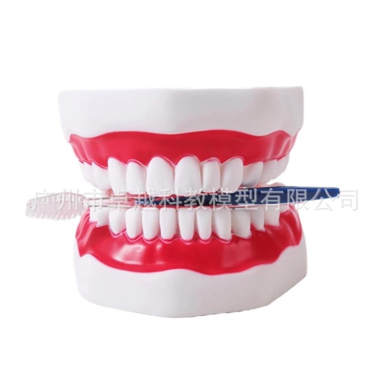 Large 6x Magnification Oral Health Teaching Tooth Model