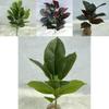 Replica Green Plant With 26 Leaves For Event Decoration And Photography Backdrops