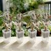10pcs Self Watering Planter Mini 2-inch Self-priming Flower Pots With Drainage Holes Dry& Wet Separation Bottom Watering Pots