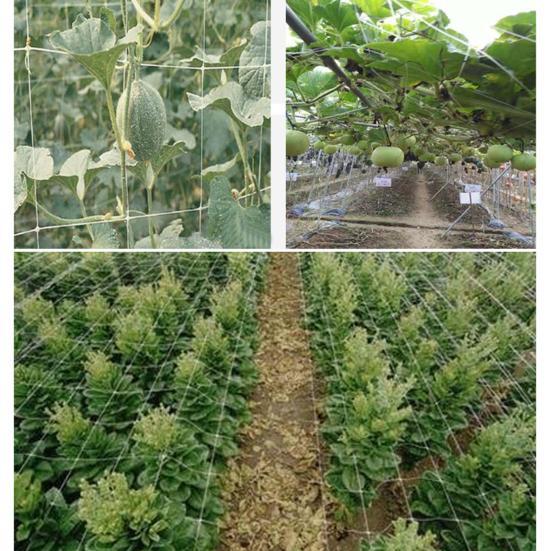 Climbing Net High Elasticity Good Stretching Force Polyester Climbing Plants Garden Trellis Netting for Outdoor