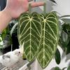 Plant Hand Towel Cleaning Towel Absorbent Handkerchief Hanging Thickened Kitchen Towel Bathroom Kitchen Accessories