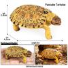 Wildtier Schildkröte Lernmodell für den Kindergarten (Sulcata, Rotfußschildkröten, Keks-Schildkröten)