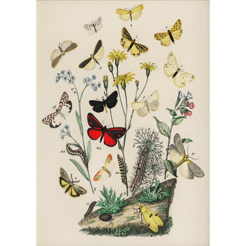 Butterfly Set of 6 Prints Poster Botanical Floral Poster Summer Insect Flower Canvas Painting Wall Art Nursery Room Home Decor