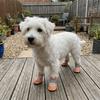 4PCS/SET Wear-Resistant Pet Mesh Shoes Non-Slip Pet Paw Protector Dog Boots Pet Footwear  Walking