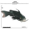 Children's Cognitive Catfish Model Toy - Whiskered Freshwater Fish Ornament