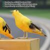 Garden Artificial  Ed Animal Ornament Simulation Oriole Bird Model Art Outdoor Decor