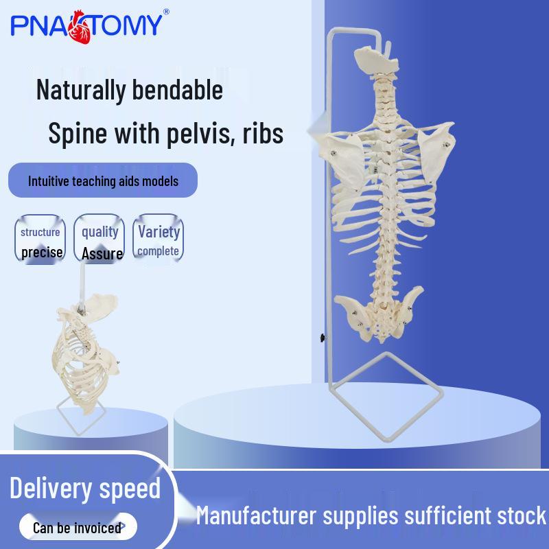 Human Vertebral Column Model: Bendable Spine with Pelvis & Ribs 33x25x85 cm