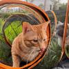 Circle Cat Tunnel Collapsible Outdoor Cat Enclosures Playground Large Pet Tunnel Cat Enclosures for Kitten Rabbit Bunny Ferret