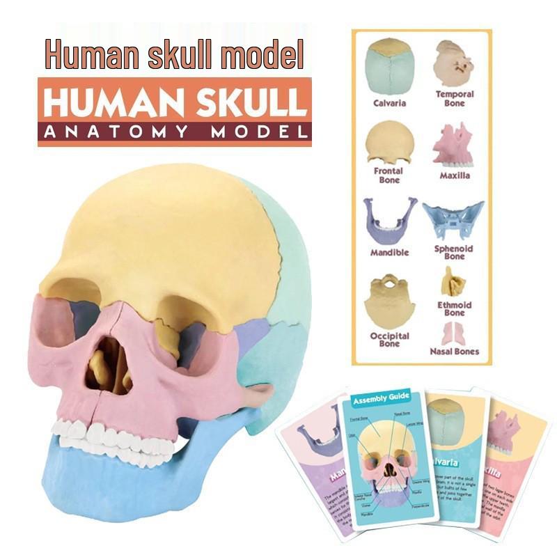 4D Human Skull Model STEM Educational Toy for Kids - Interactive Science and Anatomy Assembly Kit