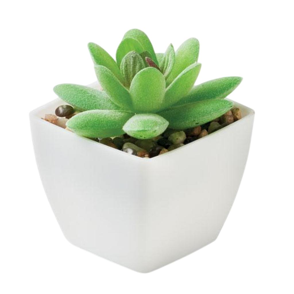 MidOcean Artigrap Graptopetalum Paraguayense Artificial Plant