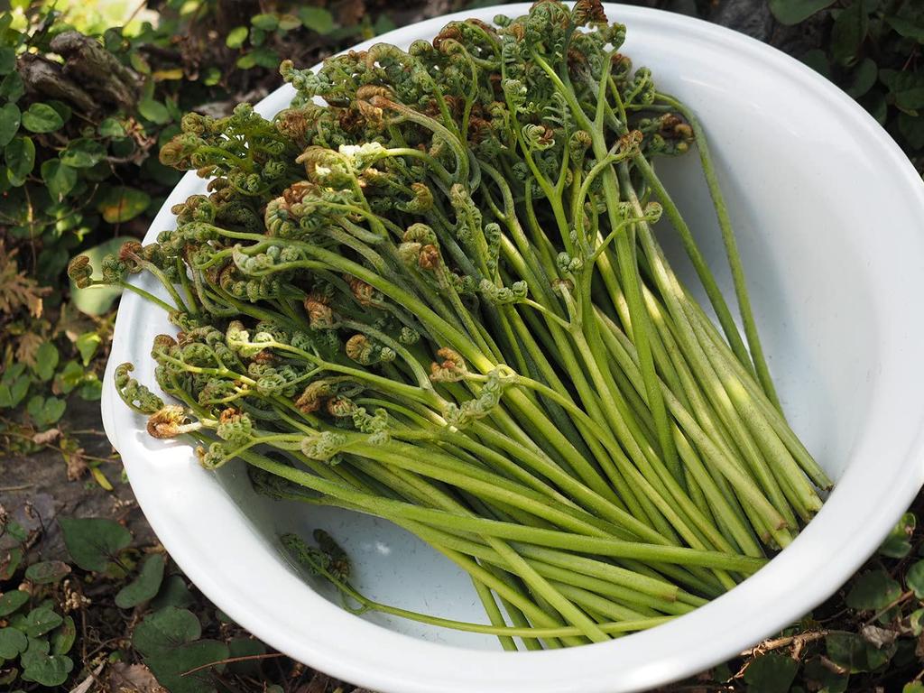 Nodahoro Enamel Basin, Heat-Resistant, 32cm, with Handle, Washtub, Footbath, Soaking Tub, White, Made In Japan, TA-32