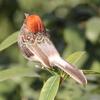 4 PCS Imitation Sparrow Feather Bird Foam Grey Artificial Bird Prop Tree Branch Garden Christmas Decor Miniatura Wholesale