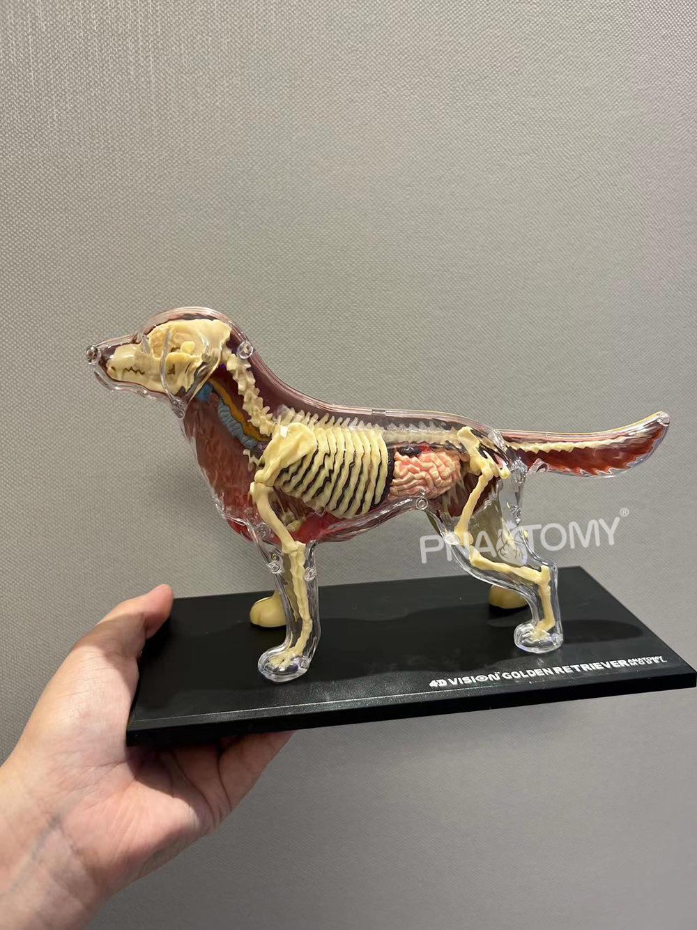 4D MASTER Golden Retriever Anatomy Model - Teaching Aid and Pet Display Toy Display