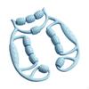 12 Wheel Leg Massage Roller, Muscle Equipment, Ergonomic Gripper, Deep Tissue for