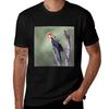 Eastern Rosella Tshirt Unisex T Shirt Cotton 100 Tshirt