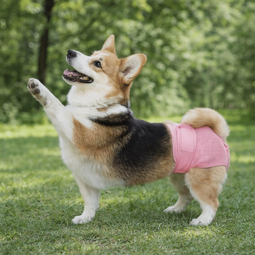 Comfort Fit Dogs Diaper High-Absorbency Pet Physiological Pants Dog Underwear  Anti-Harassment