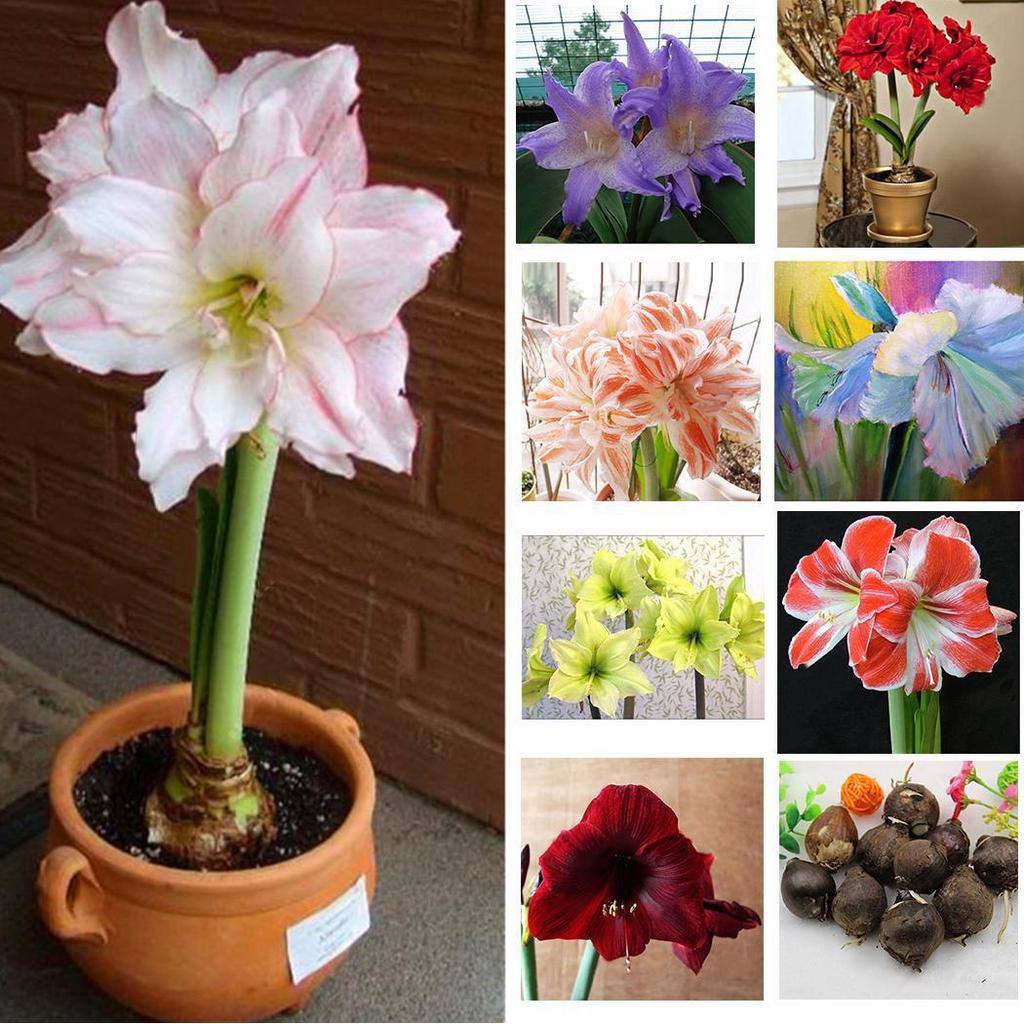 Chwat 50 Particle Hippeastrum Rutilum Seeds Bonsai Home Garden Balcony  Plants kp billigt  fri frakt, rliga recensioner med bilder  Joom