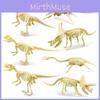 Dinosaur Skeleton Replica With Plastic Material For Childrens Dinosaur Collectible Exhibit