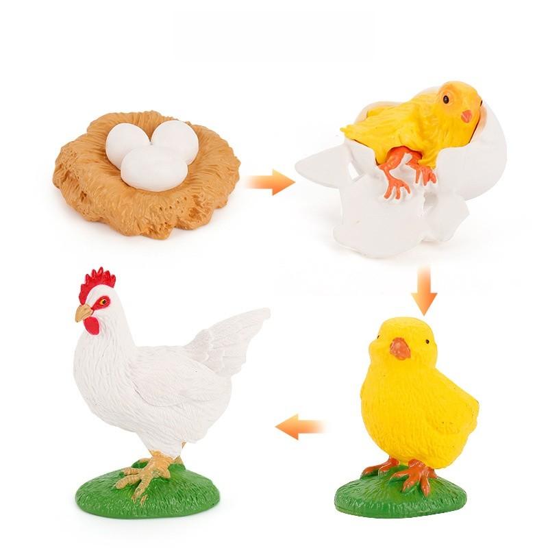 Static Poultry Animal Model With Incubation Process Display For Kids Educational Toy