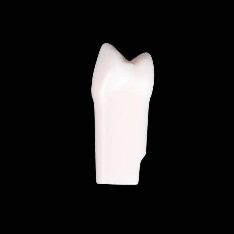 10Pcs Dental Typodont Teeth Model Removable Individual Screw-In Resin Denture Practice Tooth For Dental Studying Training