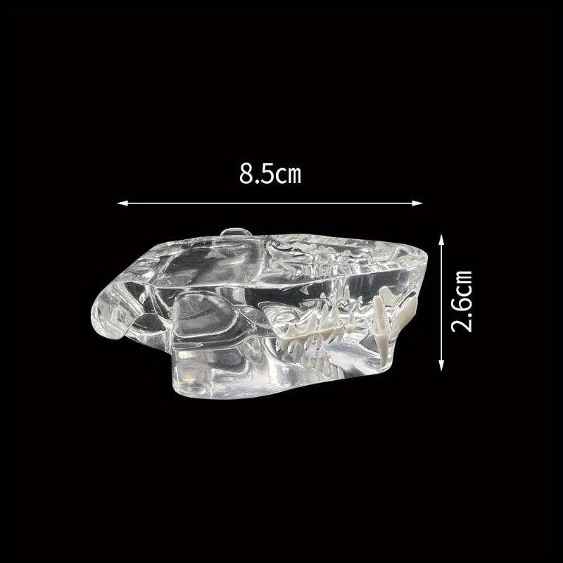 

Transparent Cat Teeth Model Dental Dentition Model Veterinary Canine Dentist Demonstration Decoration Lab Practice Teaching білий