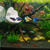 3D Printing Betta Fish Hammock with Suction Cup Betta Spawning Bed  Aquarium Decoration