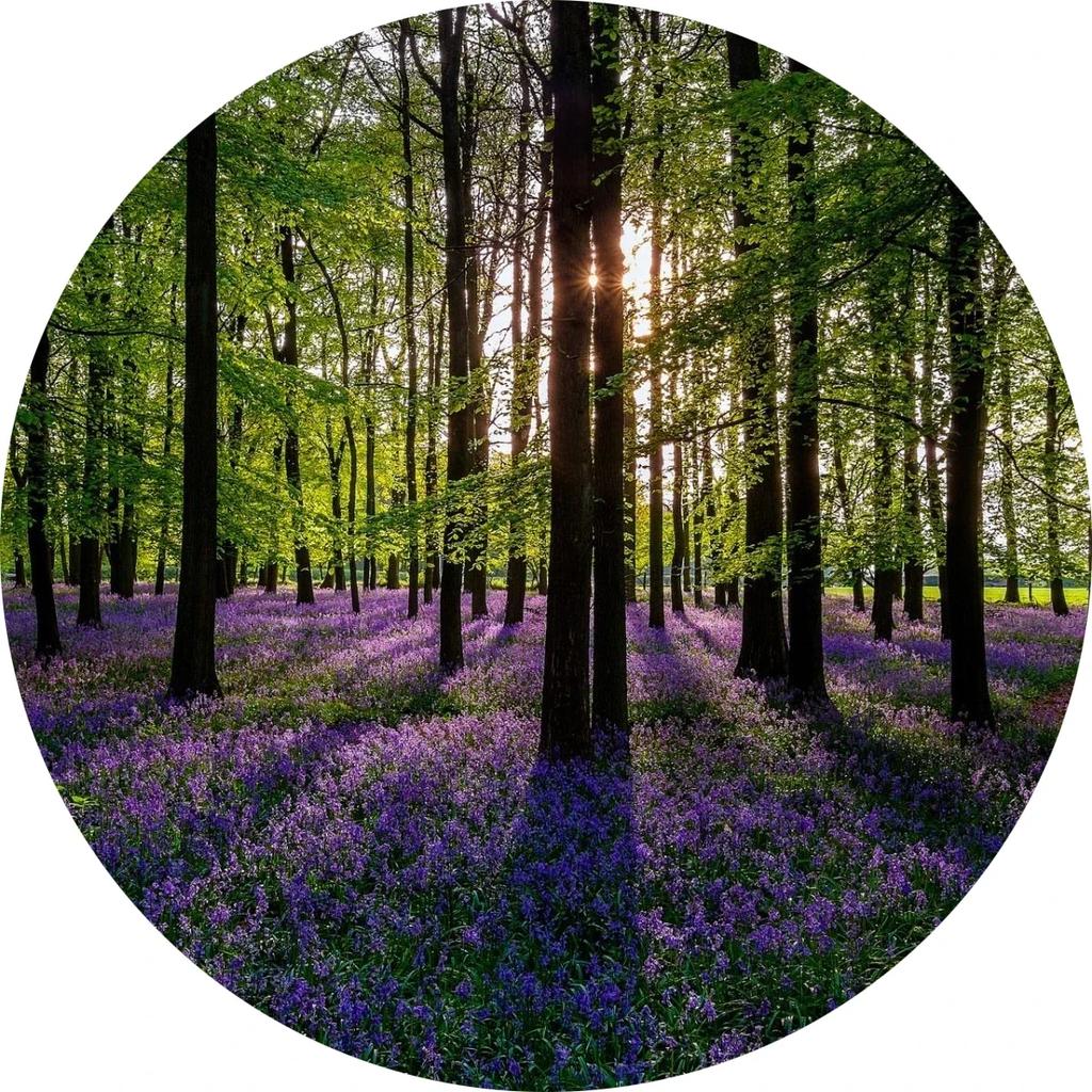 Forest Tree Landscape Print Round Carpet Non-slip Floor Mat Soft Indoor Circle Area Rug for Living Room Bedroom Dorm Kitchen