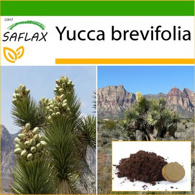Joshua Tree – 10 Samen – Mit Blumenerde für eine bessere Kultivierung – Yucca brevifolia