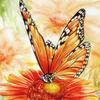 Diy 5D Diamond Painting Butterfly Flower Diamond Embroidery Cross Stitch Kit Mosaic Picture Home Decoration New Year Gift