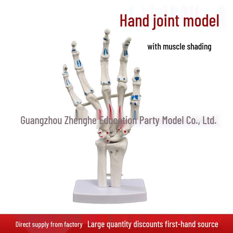 

Модель человеческого тела: Суставы стопы и кисти с раскраской мышц