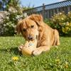 Cartoon Pet Molar Toy Bite-resistant Latex Squeaky Dog Toy Pet Interactive Toys  Puppy Teething