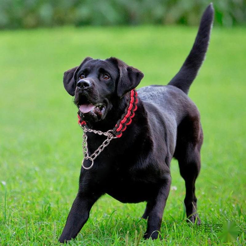 Dog Collar P Chain Small Medium Large Dogs Adjustable Pet Training Walking