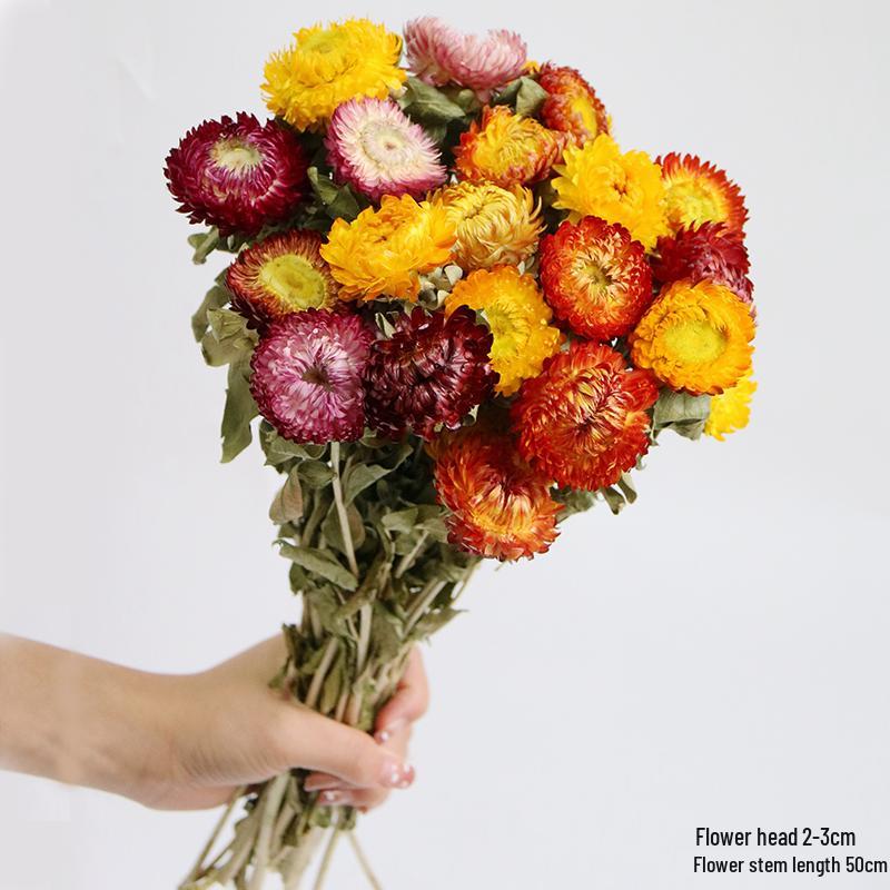 Daisy Dried Flower Bouquet for Living Room and Bedroom Décor - Natural Yunnan Flowers for Display or Photo Props