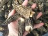 Sitong Junye Dried Morel Mushrooms - Yunnan Plateau Specialty