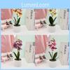 Flower Phalaenopsis Potted Plant For Wedding Home And Decoration Commercial